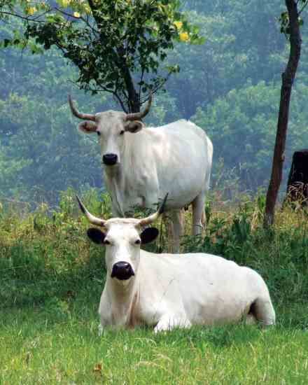 Heritage Cattle Breeds for the Small Farm White Cows, Small Farms, Bull Cow, Cattle Breeds, Beef Cattle, Sustainable Agriculture, Cow Calf, Rare Animals, Cow Art