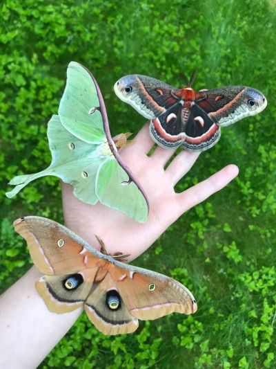 Castle Model, Colorful Moths, Cute Moth, Cool Bugs, Capture The Moment, Beautiful Bugs, Creepy Crawlies, Pretty Animals, Bugs And Insects