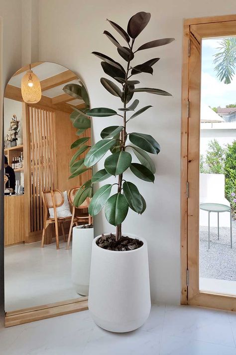 Indoor Tree Plants, Tall Indoor Plants, Vaulted Ceiling Living Room, Tattoo Plant, Indoor Tree, Living Room Plants, Indoor Trees, Floor Plants, Growing Plants Indoors