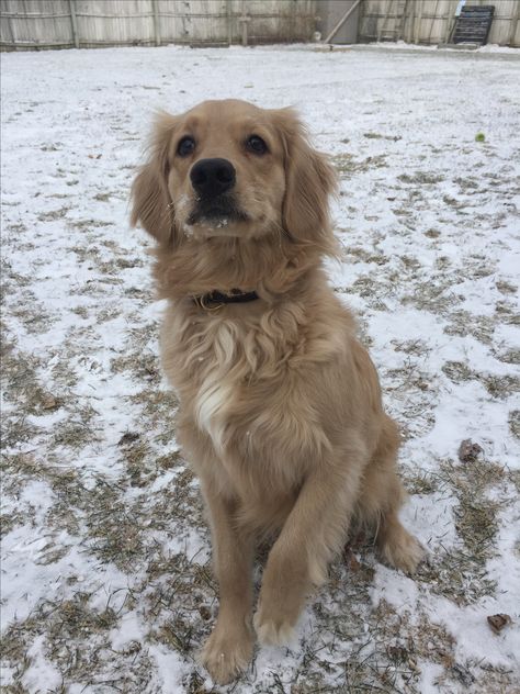 Golden Retriever X Cocker Spaniel, Cocker Spaniel X Golden Retriever, Dakota Sport Retriever, Golden Retriever Cocker Spaniel, Golden Cocker Spaniel Puppies, Golden Retriever Mix Puppies, Cocker Spaniel Golden Retriever Mix Dogs, Gold Cocker Spaniel Puppy, Golden Cocker Retriever