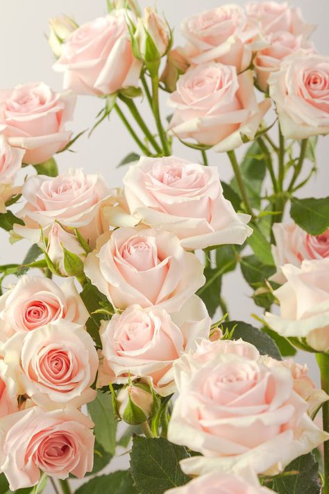 Pale Pink Spray Roses, Blush Spray Rose, Spray Rose Bouquet, Spray Roses Bouquet, Coral Peony, Fav Flower, Peony Cake, Light Pink Roses, Ecuadorian Roses