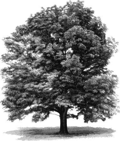 Photograph:The white ash (Fraxinus americana) supplies wood for veneer and baseball bats. It has gray bark. Ash Tree Drawing, Ash Tree Tattoo, Fraxinus Americana, Landscape Pencil Drawings, Pencil Trees, Tree Drawings Pencil, Trees Art, Baseball Bats, Tree Sketches