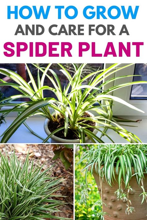 Houseplant Tips, Spider Flower, Vege Garden, Indoor Planting, Houseplant Care, Planting Tips, Gardens Ideas, Gardening Landscaping, Plant Care Houseplant