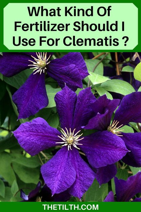 Where To Plant Clematis, Clematis Propagation, Clematis In Pots, Clematis Trellis Ideas, Perineal Flowers, Condo Garden, Growing Clematis, Clematis Care, Clematis Trellis