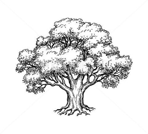 Stock illustration: Ink sketch of oak tree. Hand drawn vector illustration isolated on white background. Retro style..  3.3 MB. -1 x -1. From $10. Royalty free vector, graphic, illustration. Download ... Oak Tree Drawings, Tree Drawing Simple, Background Retro, Tree Drawings Pencil, Tree Sketches, Landscape Sketch, Ticket Invitation, Hand Drawn Vector Illustrations, Nature Drawing