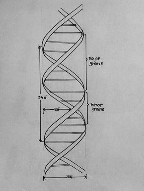 DRAW IT NEAT : How to draw DNA Drawing Biology, Tutorials On Drawing, Dna Drawing, Fibonacci Art, Chemistry Tattoo, Biology Drawing, Human Body Worksheets, Biology Diagrams, Evolution Tattoo