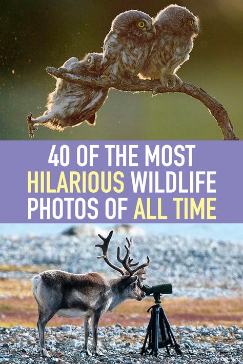 While nature photography almost always helps us take in the stark beauty of the world, it’s always so, so serious, but that’s not always the case. Animals can have fun too! These hilarious wildlife photos from the Comedy Wildlife Photography Awards show us nature’s major sense of humor (and trust us, she’s a real knee-slapper!). Pictures Of Nature Inspirational, Cool Pictures Of Nature Amazing Photos, Animal Photos Funny, Cute Animal Pictures Photography, Cute Baby Animals Pictures, Amazing Nature Photography Real, Animals Beautiful Amazing Photos, Cool Nature Pictures, Humor Me