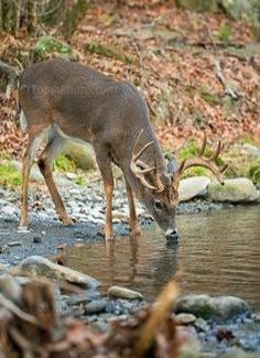 Drinking & Watching Deer Drinking Water, Whitetail Deer Pictures, Deer Photography, Male Deer, Whitetail Deer Hunting, Big Deer, Deer Photos, Deer Pictures, Deer Season