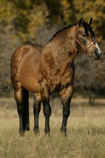 Buckskin Quarter Horse Buckskin Quarter Horse, Buckskin Horse, Horse Pics, Quarter Horses, American Quarter Horse, Most Beautiful Animals, All About Horses, Majestic Horse, Horse World