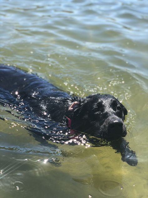 Black lab! Black Labs Puppy, Black Lab Puppy, Black Dogs Aesthetic, Black Lab Photography, Black Labrador Dog Wallpaper, Black Lab Aesthetic, Black Labrador Aesthetic, Black Lab Puppies Aesthetic, Lab Puppies Black