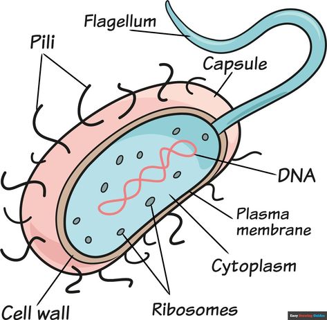 Learn How to Draw Bacteria: Easy Step-by-Step Drawing Tutorial for Kids and Beginners. See the full tutorial at https://easydrawingguides.com/how-to-draw-bacteria/ . Prokaryotic Cell Drawing With Label, Bacteria Cell Drawing, Bacterial Cell Drawing, Prokaryotic Cell Drawing, Bacteria Drawing, Animal Cell Drawing, Bacteria Art, Bacteria Cell, Cell Drawing