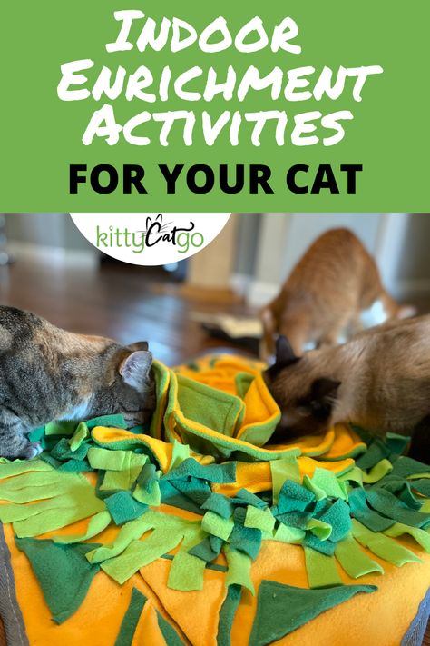 Make Your Own Cat Toys, How To Keep Your Cat Entertained, Cat Stimulation Toys Diy, Diy Cat Activities, Exercise For Cats, Indoor Cats Ideas, Diy Cat Activity Center, Cat Puzzle Toys, Easy Cat Enrichment