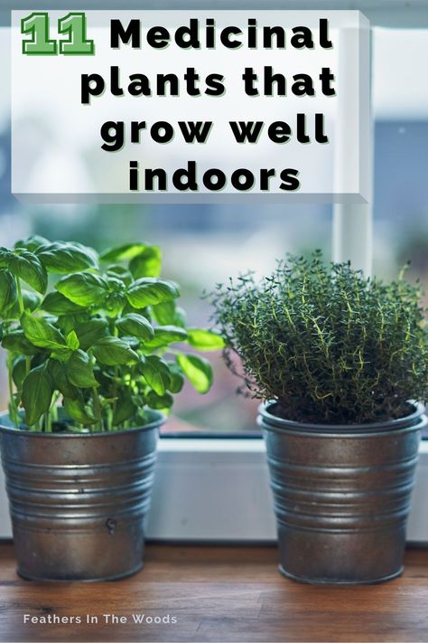 Best Indoor Herb Garden, What Can I Grow Indoors In Winter, Medicinal House Plants, How To Start A Herb Garden Indoors, Growing Medicinal Herbs Indoors, Growing Spices And Herbs Indoors, Best Way To Grow Herbs Indoors, How To Start A Medicinal Herb Garden, Growing Fresh Herbs