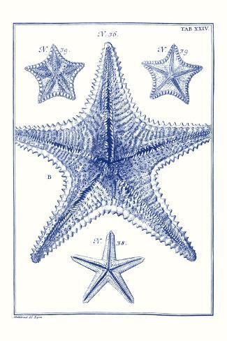 size: 18x12in Art Print: Blue Sea Stars VIII by Vision Studio : Blue Starfish, Sea Stars, Blue Poster, Wall Art Plaques, Stupell Industries, New Wall, Canvas Home, Mdf Wood, My New Room