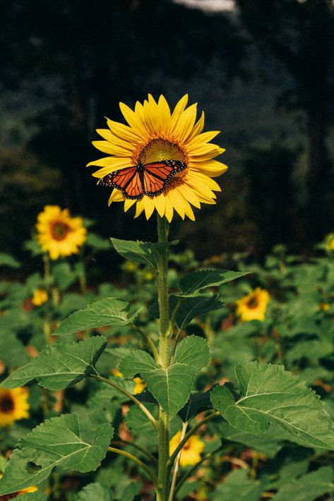 A butterfly landed perfectly still on sunflower Wilted Sunflower, Butterfly On Sunflower, Sunflower Photos, Sunflower Aesthetic, Yellow Aura, Single Sunflower, Fall Sunflowers, Pretty Wings, Sunflower Girl