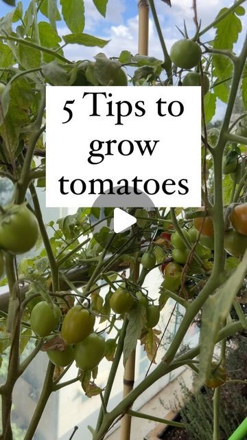 Aditi Rai Dastidar on Instagram: "I have already done a reel on how to grow tomatoes. Since this is the best time to grow tomatoes, I thought I will share some important tips on growing tomatoes. Please follow the other usual steps like watering regularly and fertilising every two weeks. 

#organicterracegarden #organicterracegardening #organicgardening #organicfood #pesticidefree #vegetablegarden #vegetablegardening #organicgardening #farmtofork #farmtotable #farmtoplate #farmtokitchen #organicfood #homegarden #organicproducts #gardening #gardeninglife #urbanfarmer #methi #fenugreek #leafyvegetables #tiktok #wintervegetables #winters #easytogrow #tiktok #trendingreels" Tomato Garden Ideas, Tomato Plants Growing Tips, Fruits To Grow, Veggie Beds, Tomatoes Growing, How To Grow Tomatoes, Tomato Growing, Companion Gardening, Tomato Farming