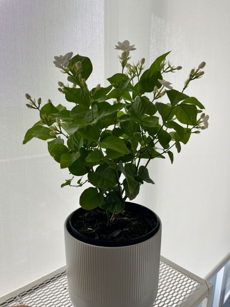 Precious jasmine plant in an IKEA pot. Ikea Pot, Jasmine Plant Indoor, Jasmine Plant, Plant Indoor, Potted Plants, Indoor Plants, Vase, Plants