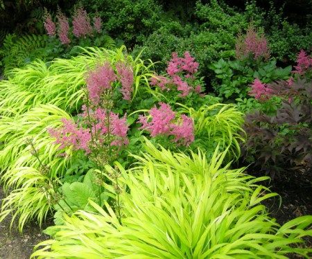 Astilbe Companion Plants, Hakenochloa Macra, Trailer Garden, Alex Walker, Hakone Grass, Pink Astilbe, Shady Gardens, Deck Landscaping, Modern Gardens