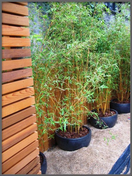 Alphonse Karr Bamboo - along backyard fence Bamboo Screening Fence, Fence Backyard, Diy Container Gardening, Bamboo In Pots, Bamboo Screening, Screen Plants, Bamboo Planter, Privacy Plants, Garden Privacy