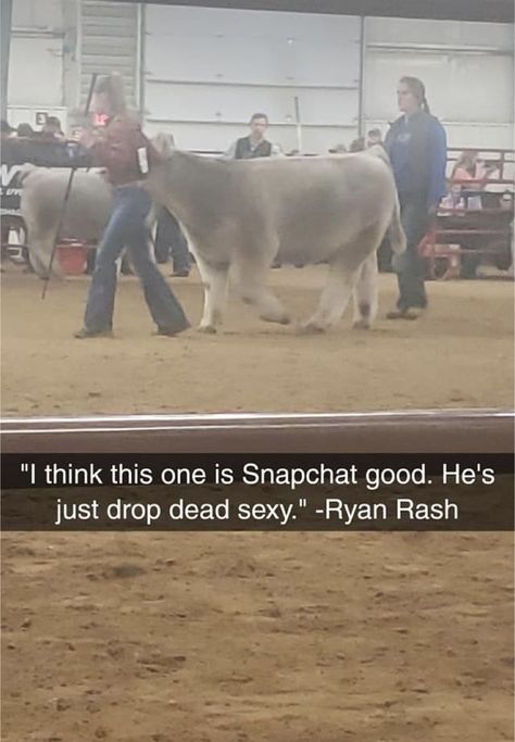 Ryan Rash, Cows Quotes, Livestock Quotes, Livestock Judging, Livestock Barn, Pig Showing, Show Cows, Farm Humor, Show Goats