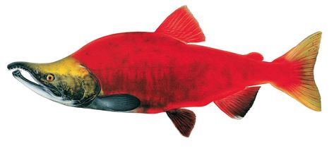 Artist Joseph Tomelleri’s scientific drawings of Salish Sea fishes can be easily mistaken for photographs.  The sockeye salmon ("Oncorhynchus nerka") is found all along the North Pacific from Japan to southern California and is an abundant fish species in the Salish Sea. Image courtesy of Joseph Tomelleri Salmon Drawing, Salmon Tattoo, Endangered Species Art, Kokanee Salmon, Scientific Drawing, Pacific Salmon, Fish Pose, Sockeye Salmon, Salmon Fish