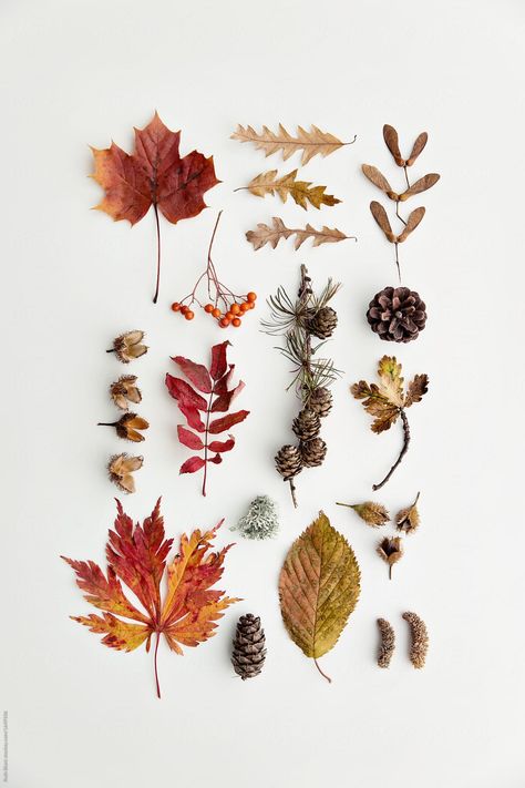 Flower Flat Lay, Leaf Photography, Flat Lay Photography, Nature Collection, Autumn Aesthetic, Arte Floral, Autumn Photography, Fall Flowers, Autumn Inspiration