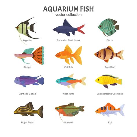 Common Goldfish, Fish Chart, Ikan Air Tawar, Tropical Freshwater Fish, Freshwater Aquarium Fish, Fish Supplies, Fish Illustration, Types Of Fish, Small Fish