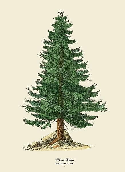 Victorian Botanical, Pine Tree Art, Spruce Tree, Poster Size Prints, Tree Illustration, Tree Drawing, Photo Tree, 로고 디자인, Pine Tree