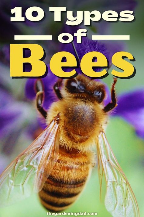 This Pin was discovered by TheGardeningDad Blog. Discover (and save!) your own Pins on Pinterest. Different Types Of Bees, Drone Bee, Types Of Bees, Beekeeping For Beginners, Raising Bees, Worker Bee, Backyard Beekeeping, Bee Farm, Bee Keeper