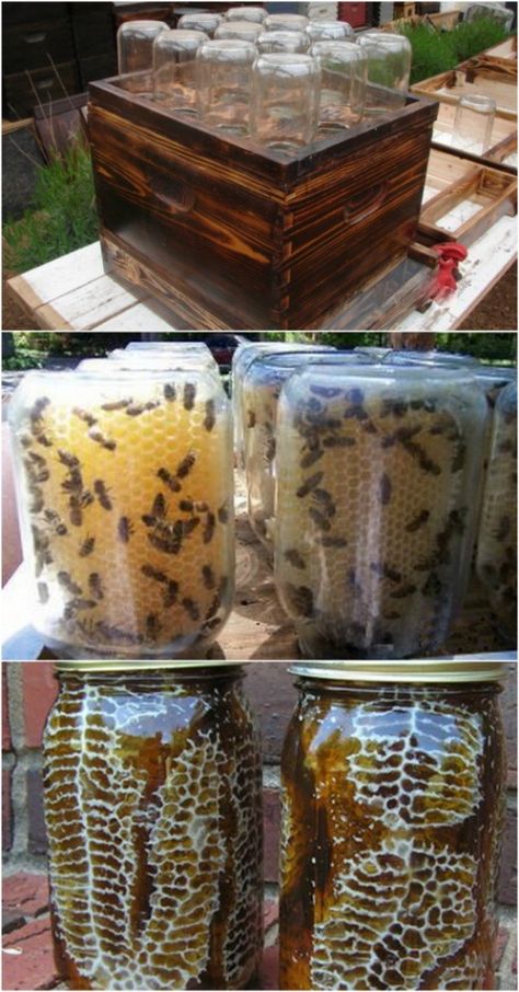 Easy DIY Beehive In A Jar Diy Beehive, Bee Hive Plans, Raising Bees, Backyard Beekeeping, نباتات منزلية, Bee Garden, Diy Flooring, Save The Bees, Mason Jar Crafts