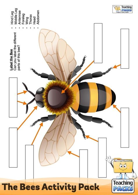 The Bee, Parts Of A Bee Preschool, Bee Information, Parts Of A Bee Free Printable, Life Cycle Of Honey Bee, Bee Inquiry, Bees For Kids, Types Of Bees, Bee Activities