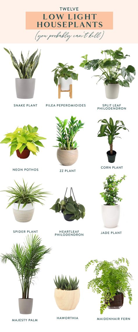 Home Decor Plants Bedroom, Which Plant Is Good For Bedroom, Plants For Indoors Low Lights, Good House Plants Low Lights, Plants To Keep In Bedroom, Plants At Home Ideas, Different Plants Indoor, Home Planting Ideas, Plants In The Bedroom Decor