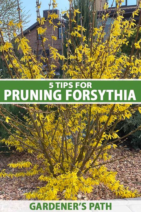 Yellow-blooming forsythia is a welcome sight in early spring. It is very easy to grow, and benefits greatly from a yearly trimming to keep it healthy and looking its best. Read on to discover 5 essential tips for pruning your forsythia shrubs like a pro, now on Gardener’s Path. #forsythia #gardening #gardenerspath Yellow Shrubs, Forsythia Bush, Pruning Plants, Garden Shrubs, Garden Yard Ideas, Garden Care, Garden Trees, Trees And Shrubs, Garden Spaces