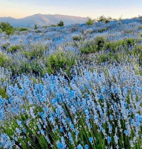 Spring Blue Aesthetic, Blue Cottage Core Aesthetic, Light Blue Flowers Aesthetic, Blue Spring Aesthetic, Blue Flower Aesthetic, Blue Flower Field, Blue Flowers Aesthetic, Aesthetic Blue Flowers, Periwinkle Flowers