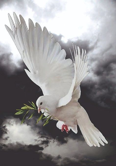 Bird Flying, White Dove, White Bird, The Sky, White