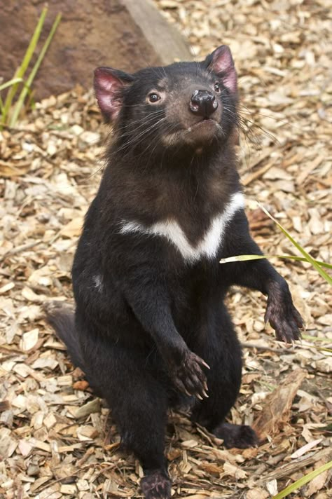 Tasmanian Devil Devil Images, Devil Video, Tasmanian Devil Cartoon, Photo Compilation, Sunrise Images, Australian Fauna, Animal Art Prints, Nocturnal Animals, Interesting Animals