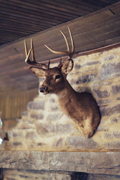 Preserved Deer Head on wall of Hunting Lodge Creative photography Inspiration #awesomephotography #amazingphotography #landscapephotography #fineartphotography #familyphotography #creativephotography #aestheticphotography #photographyideas #learnphotography #photographyinspiration #stocksy #stocksyunited Animal Heads On Wall, Creative Photography Inspiration, Dark Wood Floors Living Room, Animal Head Decor, Tavern Decor, Deer Head Decor, Deer Heads Mount, Taxidermy Deer, Above The Fireplace