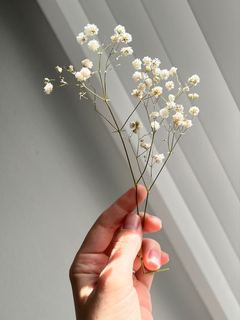 Flowers In The Sun, Breath Flowers, Favorite Flower, Baby's Breath, All Time, The Sun, Sun, Flowers