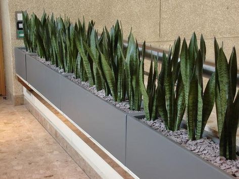 Sansevieria Trifasciata, Indoor Design, Indoor Planter, Interior Plants, Interior Garden, Garden Bed, Roof Garden, Terrace Garden, Snake Plant