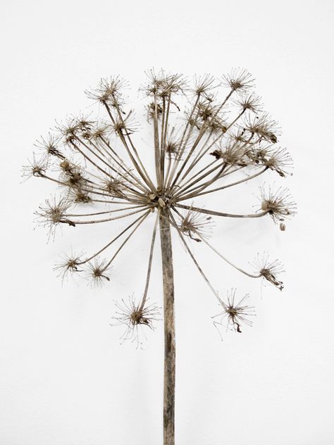 Seed Head // I thought this picture would be a great picture to draw with pencil Natural Forms Gcse, Design Walls, Natural Form Art, Grey Matter, Flower Drawings, Seed Heads, Secret Place, Natural Structures, Life Paintings