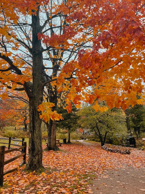 Fall Pictures Leaves, Fall Porch Aesthetic, Fall Tree Aesthetic, Autumn Mood Aesthetic, Autumn Trees Aesthetic, Early Autumn Aesthetic, Fall Time Pictures, Fall Aesthetic Leaves, Fall Leaves Aesthetic