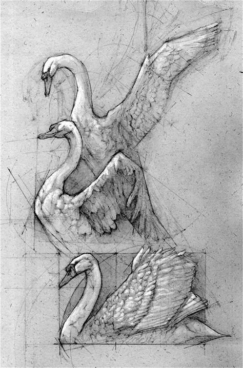 swan sketch by andrew prasetya Swan Drawings, Swan Drawing, Arte Pin Up, Swans Art, Toned Paper, Arte Inspo, Scientific Illustration, Animal Sketches, Arte Animal