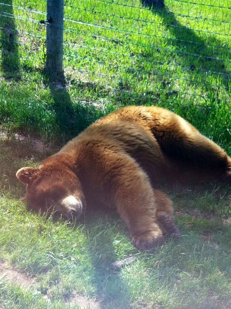 Bear Pic, Silly Bears, Cute Brown Bear, Bear Aesthetic, Brown Bears, Honey Bear, Mia 3, Pretty Animals, Love Bear