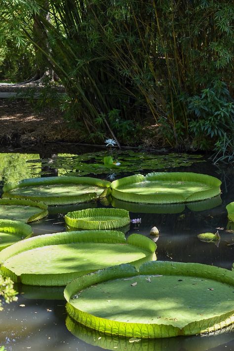 Kanapaha Gardens~Giant Victoria Water Lily native to the Amazon Basin.  World’s largest water Lily.  Their leaves may be 6 feet or more in diameter.🐸 Victoria Water Lily, Brazil Rainforest, Giant Water Lily, Rainforest Photography, Lily Seeds, Water Lilies Painting, Rainforest Plants, Amazon River, Rainforest Animals