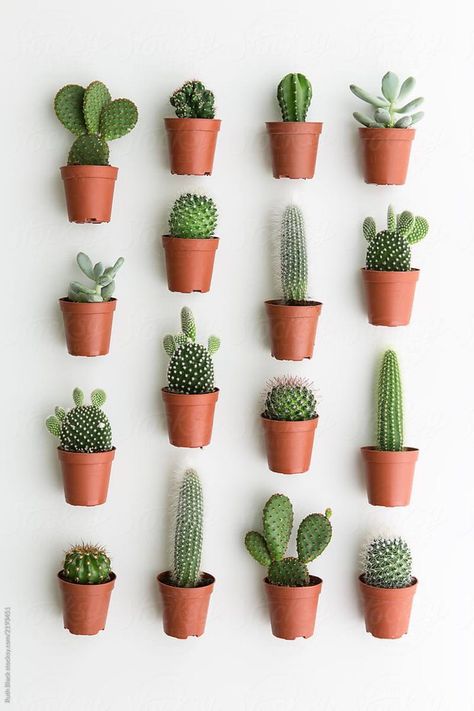 #cacti #cactus #cactuslife #howlong #cactusflowers #plants #plantinfo #planting Kaktus Dan Sukulen, Cactus House Plants, Cactus Terrarium, Indoor Cactus, نباتات منزلية, Small Cactus, Cactus Succulents, Cactus Planter, Cactus Decor