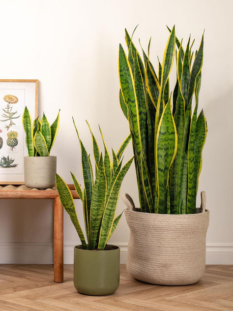 Sansevieria Laurentii, Low Maintenance Indoor Plants, Low Light Indoor Plants, Sansevieria Plant, Mother In Law Tongue, Ceramic Plant Pots, Room With Plants, Decorative Pots, House Plants Indoor