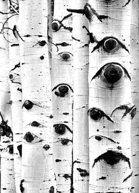 Trees With Eyes, 숲 사진, Black And White Photograph, Aspen Trees, Foto Tips, White Eyes, Tree Bark, Birch Tree, Black White Photos