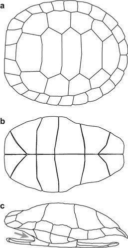 Sea Turtle Artwork, Turtle Shells, Coral Reef Art, Shell Drawing, Turtle Sculpture, Turtle Drawing, Animal Sewing Patterns, Turtle Art, Turtle Shell