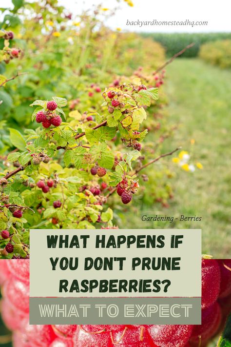 Berry Bush Trellis, Raspberry Cane Fence, Berry Bush Enclosure, Backyard Raspberry Patch, How To Contain Raspberry Bushes, Staking Raspberry Bushes, How To Prune Raspberries, Berry Patch Garden, How To Prune Raspberry Bushes