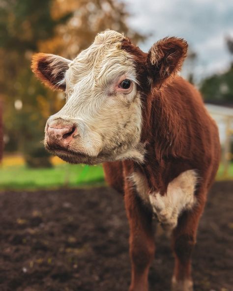 Classic Hereford Cow Mini Fluffy Cows, Mini Hereford, Zebu Cow, Mini Highland Cow, Miniature Cattle, Breeds Of Cows, Miniature Cows, Fluffy Cow, Hereford Cows